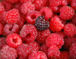 berries berries