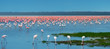 flocks of flamingo flocks of flamingo