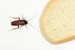 Cockroach and slice of bread