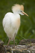 Cattle egret standing on a tree trunk