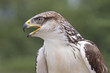 Close-up photo of a buzzard