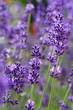 Lavendel