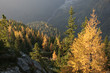 Forêt alpine - automne
