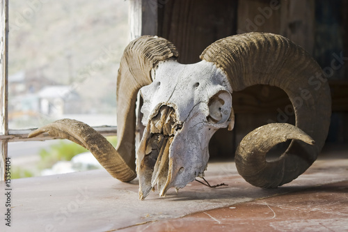 Photo: Big Horn Sheep Skull Big Horn Sheep Skull