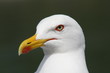 seagull