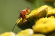 Cantharis fusca