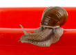 Garden snail on red