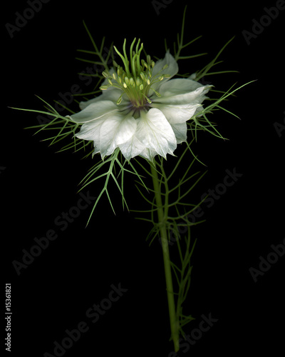 Photo: 花 花