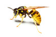 Photographie : Close-up of a live Yellow Jacket Wasp