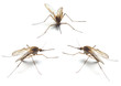 Three Anopheles mosquitos - dangerous vehicle of infection