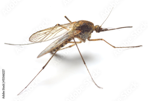 Photo: Anopheles mosquito - dangerous vehicle of infection - isolated Anopheles mosquito - dangerous vehicle of infection - isolated