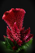 RED CELOSIA