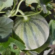 Image : Culture du Melon