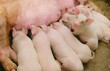 funny pig funny pig