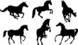 Horses silhouettes