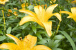 Yellow Lilies From The Garden Yellow Lilies From The Garden