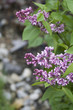 Purple Lilacs From The Garden