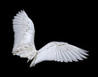 Wings