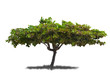 Photo: isolated tree isolated tree