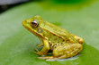 grenouille verte