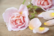 Rosen