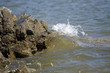 shore