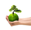 Human hands holding green planet with bloom tree