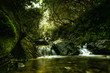 Beautiful green stream in New Zealand