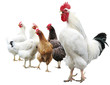 white cock and hens isolated
