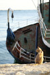 Wild Istanbul's cat Wild Istanbul's cat
