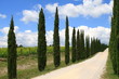 Zypressenallee, Wanderweg, Toskana, Italien