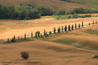 Weizenfelder, Zypressenreihe, Wanderweg, Toskana, Italien