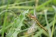 Libellule posée