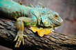 Iguana