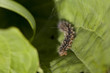 Raupe