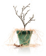 Dead plant in a pot