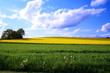 Foto: Blumenwiese Blumenwiese