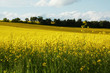 Foto: Blumenwiese Blumenwiese