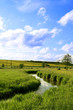 Blumenwiese