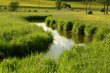 Blumenwiese