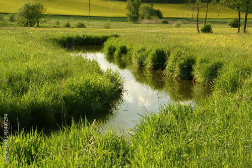 Foto: Blumenwiese Blumenwiese