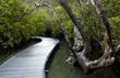 Through the mangroves