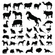 Lots of Domestic Animals Silhouettes Lots of Domestic Animals Silhouettes