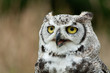 portrait of a snow white owl