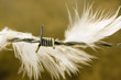 Photo: Feather on wire Feather on wire