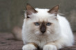 Katze 03