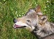 tete de loup