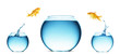 goldfish jumping out of the water goldfish jumping out of the water