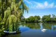beautiful swan