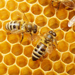 bees on honeycells